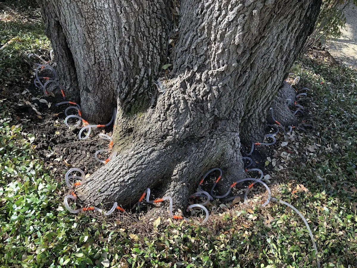 Detailed Tree Cabling and Bracing job site in Stratford